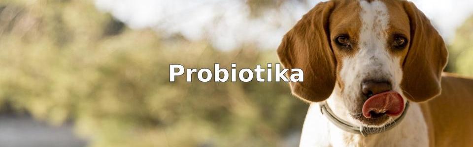 Test Bäst probiotika till hunden 2020 Husdjursrevyn